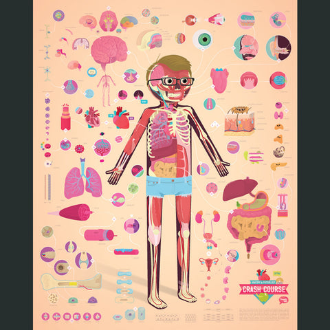 CrashCourse Anatomy and Physiology Poster